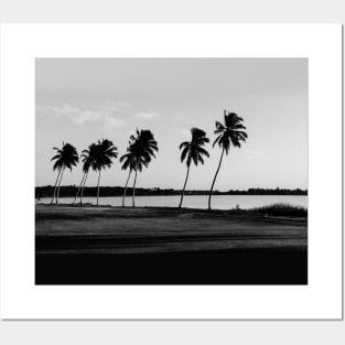 Black White Coconut Trees Posters and Art